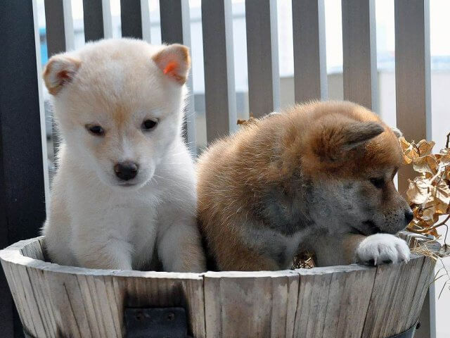 DSC_0002SHIBA DSC_0002SHIBA