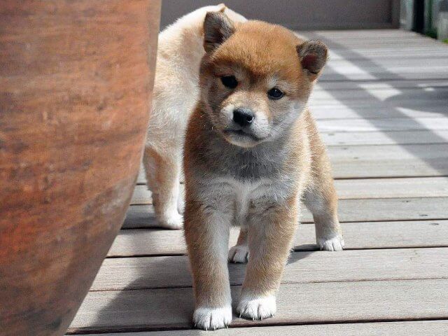 DSC_0015SHIBA DSC_0015SHIBA
