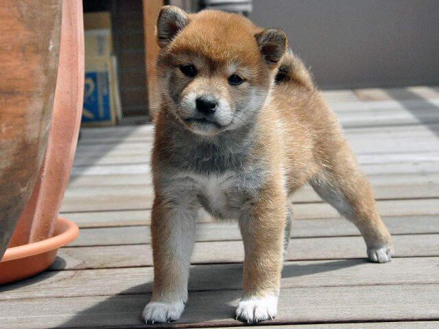 DSC_0019SHIBA DSC_0019SHIBA