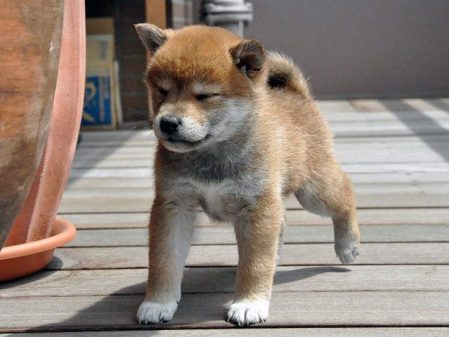DSC_0021SHIBA DSC_0021SHIBA