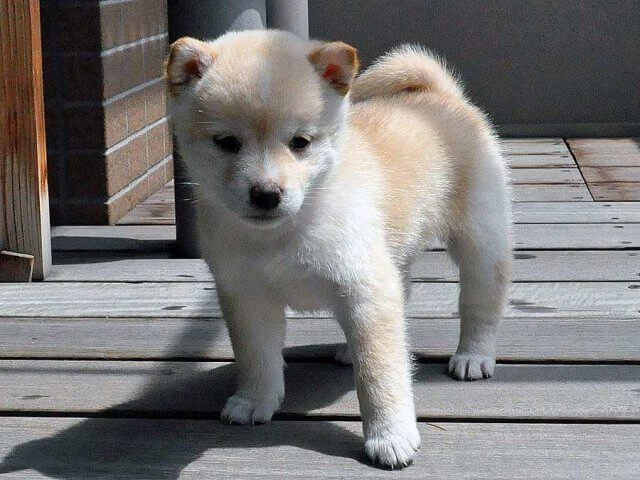 DSC_0076SHIBA DSC_0076SHIBA
