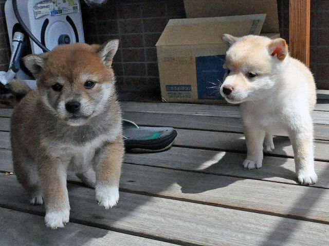 DSC_0125SHIBA DSC_0125SHIBA