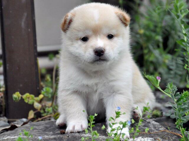 DSC_0202SHIBA DSC_0202SHIBA