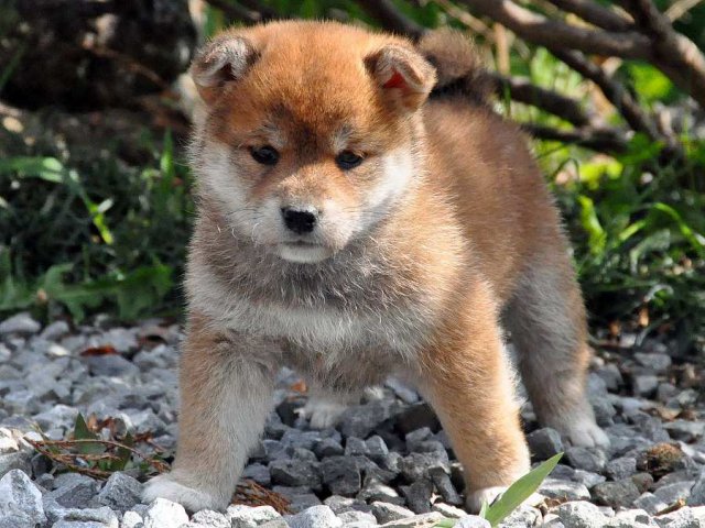 DSC_0254SHIBA DSC_0254SHIBA