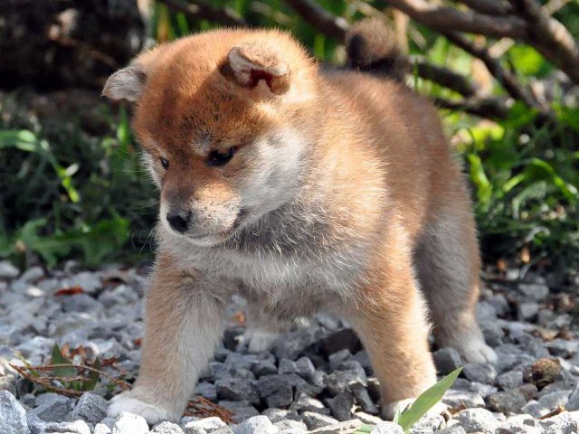 DSC_0257SHIBA DSC_0257SHIBA