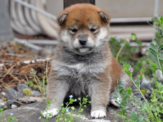 DSC_0290SHIBA DSC_0290SHIBA
