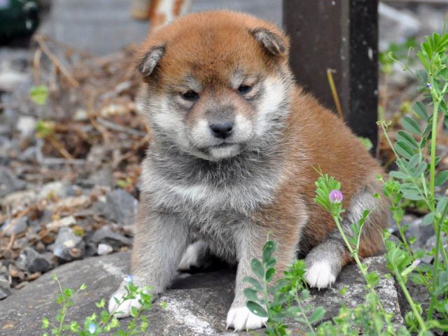 DSC_0298SHIBA DSC_0298SHIBA