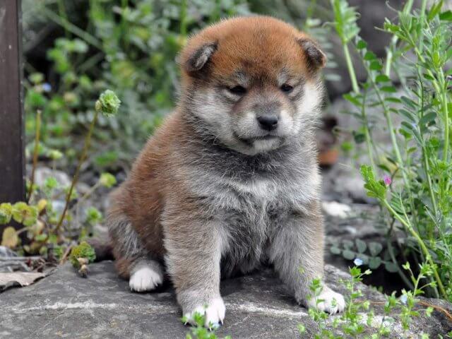DSC_0300SHIBA DSC_0300SHIBA