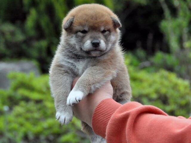DSC_0319SHIBA DSC_0319SHIBA