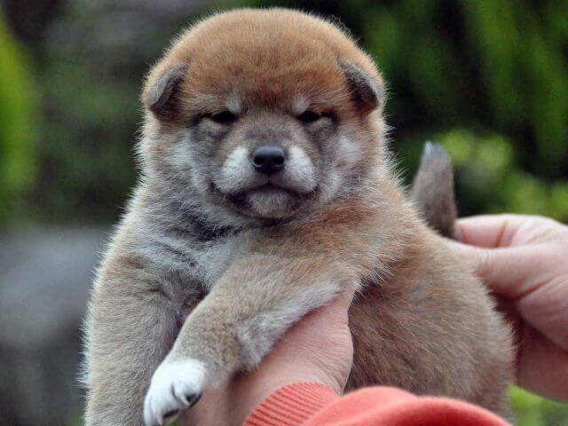 DSC_0324SHIBA DSC_0324SHIBA