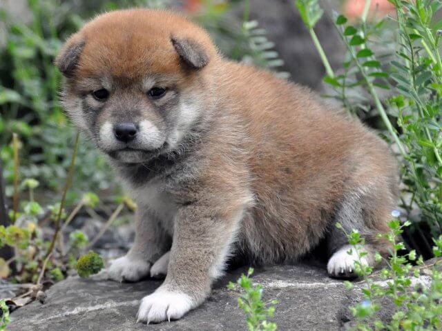 DSC_0354SHIBA DSC_0354SHIBA