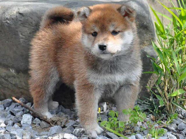 DSC_0367SHIBA DSC_0367SHIBA