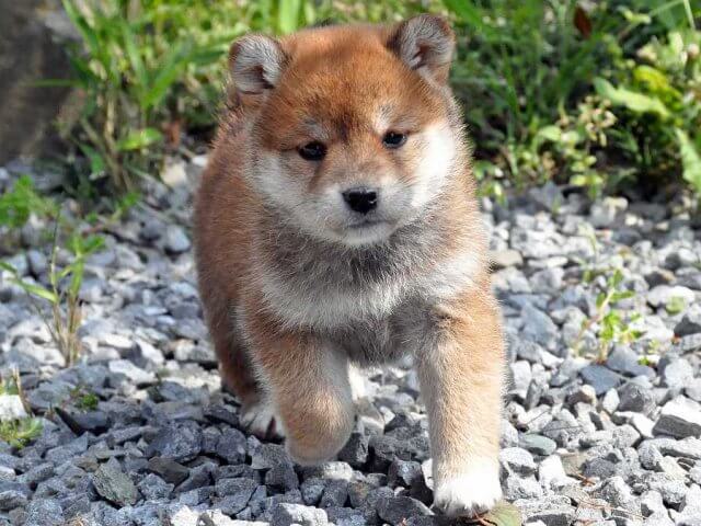DSC_0372SHIBA DSC_0372SHIBA