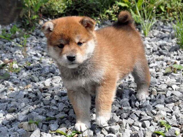 DSC_0374SHIBA DSC_0374SHIBA