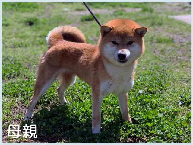 純犬紅香号 純犬紅香号