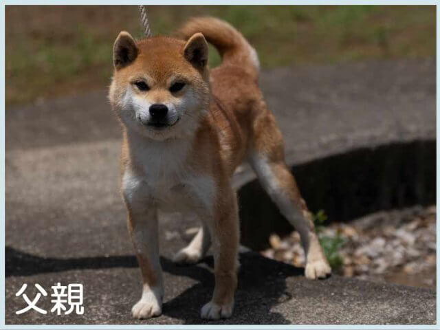 夏ノ浜夕丸号
