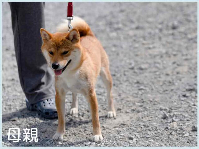 楓ノ琴鈴香号