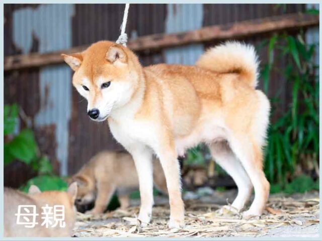 紅の奈緒号 紅の奈緒号