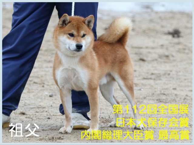 柴犬 車の窓からコンニチワン🥰 #柴犬 #しばいぬ #しば #柴 #shiba