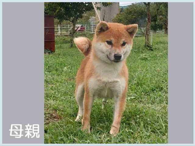 純犬司姫号 純犬司姫号