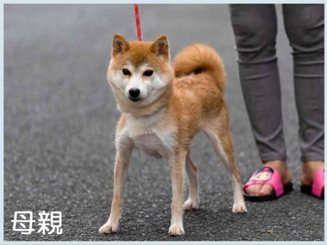 姶良の鈴姫号 姶良の鈴姫号