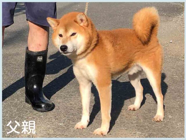 皐月の紅貴号 皐月の紅貴号
