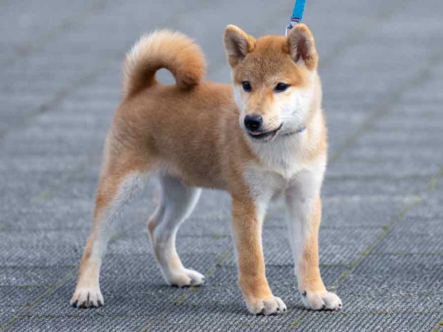 柴犬くうちゃん様用　アガリクスエキス　仙生露 Amazon | 仙生露 エキスゴールド 100ml×30袋 4560275851425