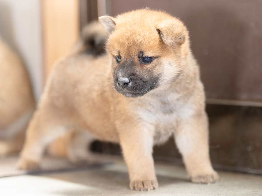 飼い主様決定の子犬 ID4240赤オス | 【柴犬.net】柴犬専門ブリーダー