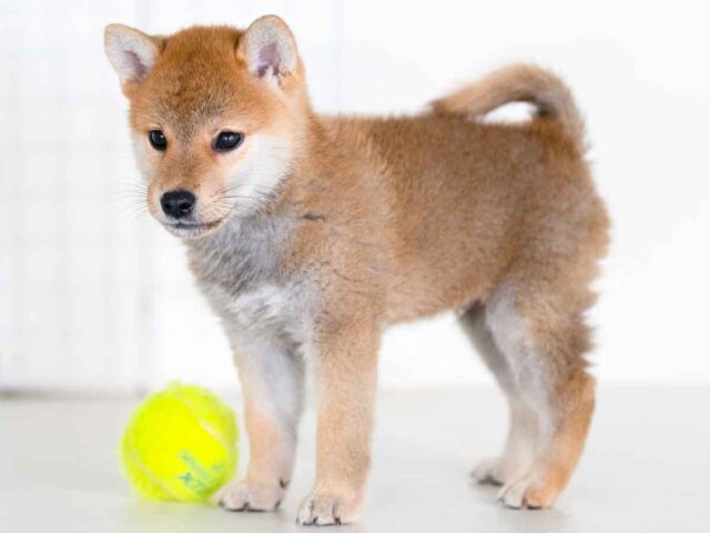 飼い主様決定の子犬 ID4242赤オス 空号 幼稚犬組 優良幼稚犬 飼い主様決定の子犬 ID4242赤オス 空号 幼稚犬組 優良幼稚犬