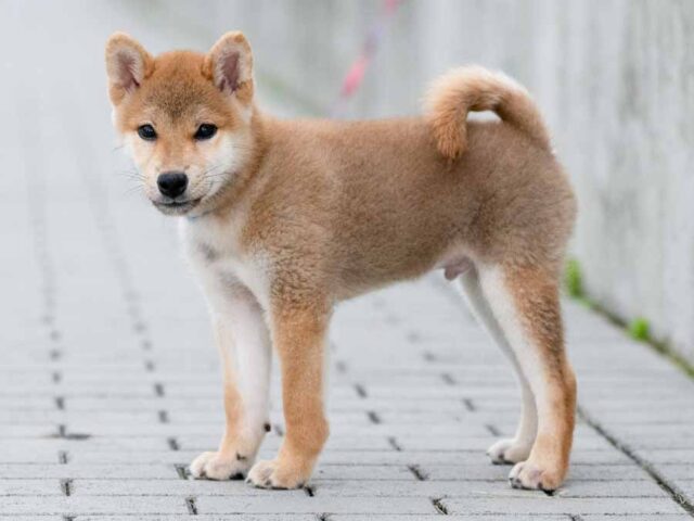 DSC09754-4242 DSC09754-4242