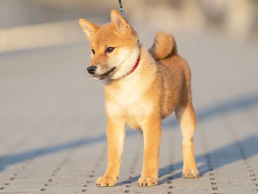 飼い主様決定の子犬 ID4247赤オス | 【柴犬.net】柴犬専門