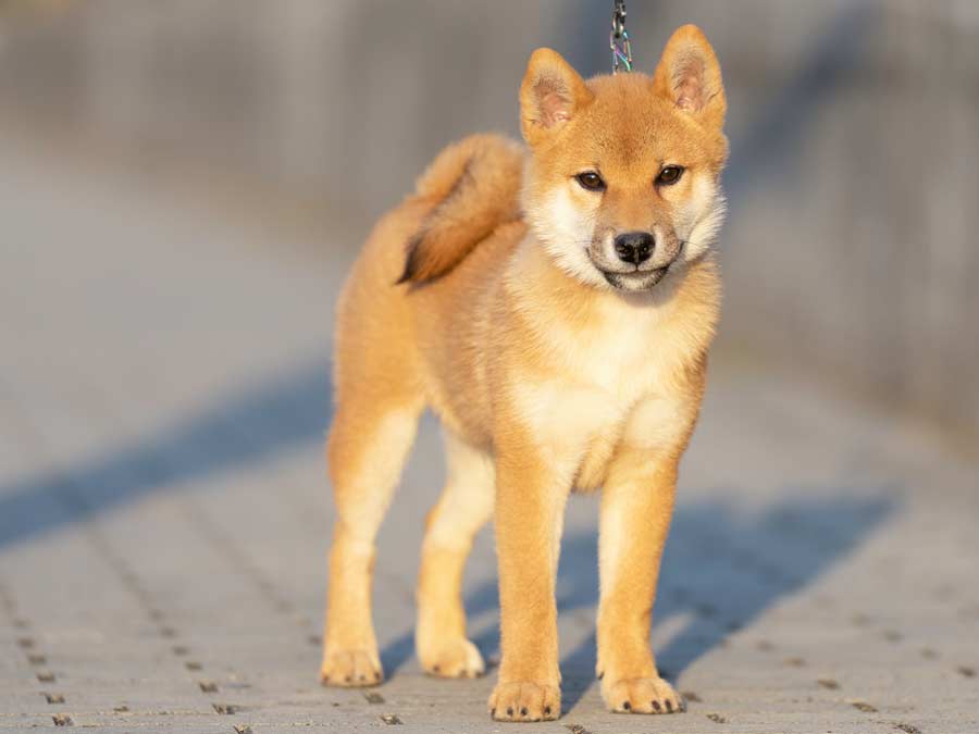 飼い主様決定の子犬 ID4247赤オス | 【柴犬.net】柴犬専門ブリーダー