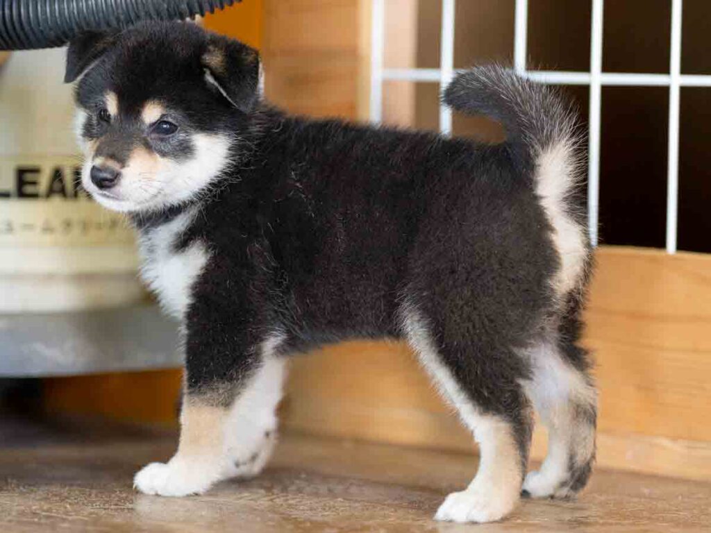 飼い主様決定の子犬 ID4252黒メス | 【柴犬.net】柴犬専門