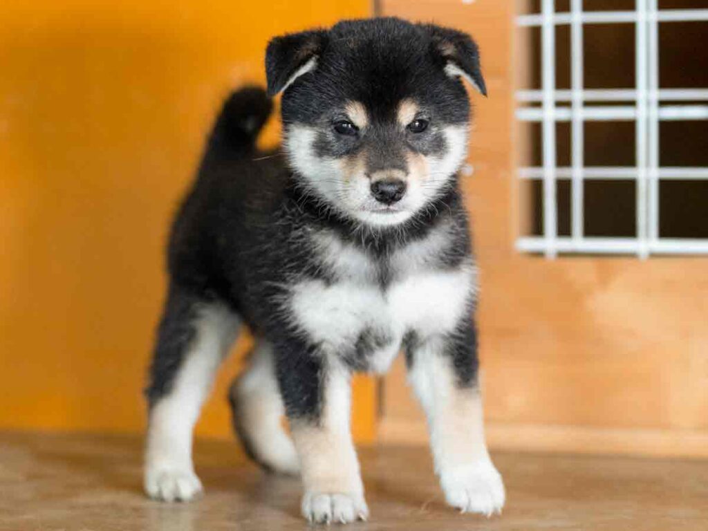楽天市場】犬 ペット クール ピロー クッション あごのせ