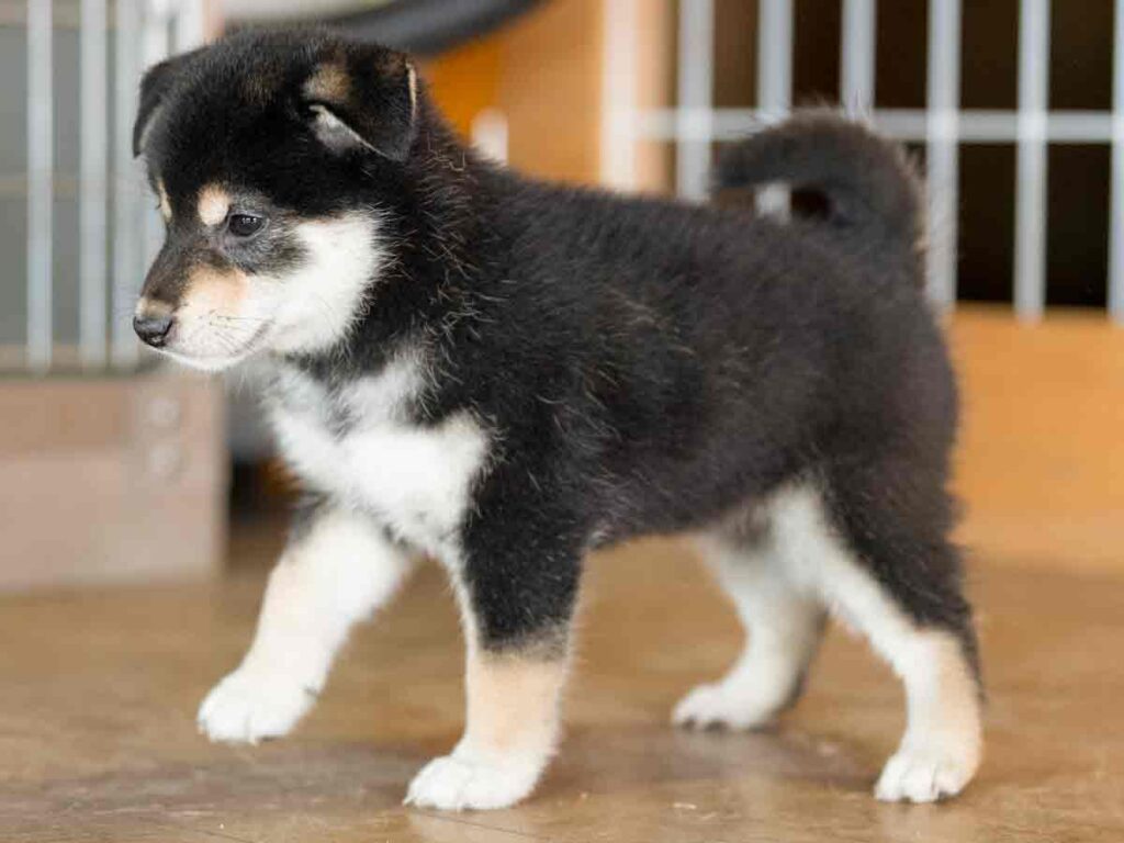 飼い主様決定の子犬 ID4252黒メス | 【柴犬.net】柴犬専門