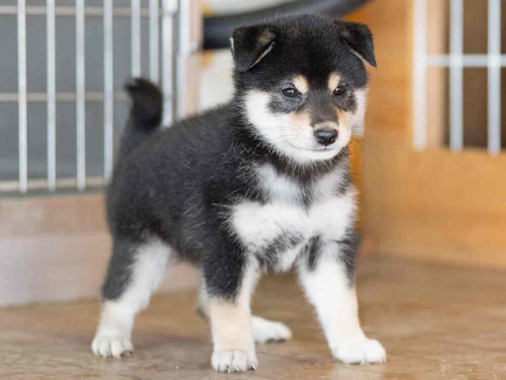 品質検査済 飼い主様決定の子犬 ID4252黒メス 【柴犬.net】柴犬専門 | 犬雑貨・オーナーズグッズ