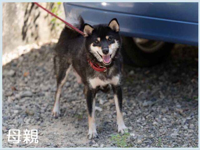 黒貴小町号 黒貴小町号
