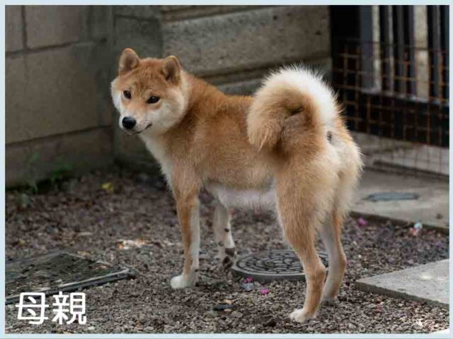 飼い主様決定の子犬 ID4304赤メス | 【柴犬.net】柴犬専門ブリーダー