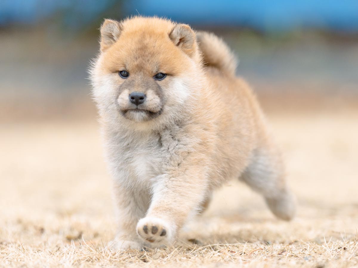 @犬 楽天市場】【サイズ交換、返品対象外】【お試し4枚 TINY】PAWZ