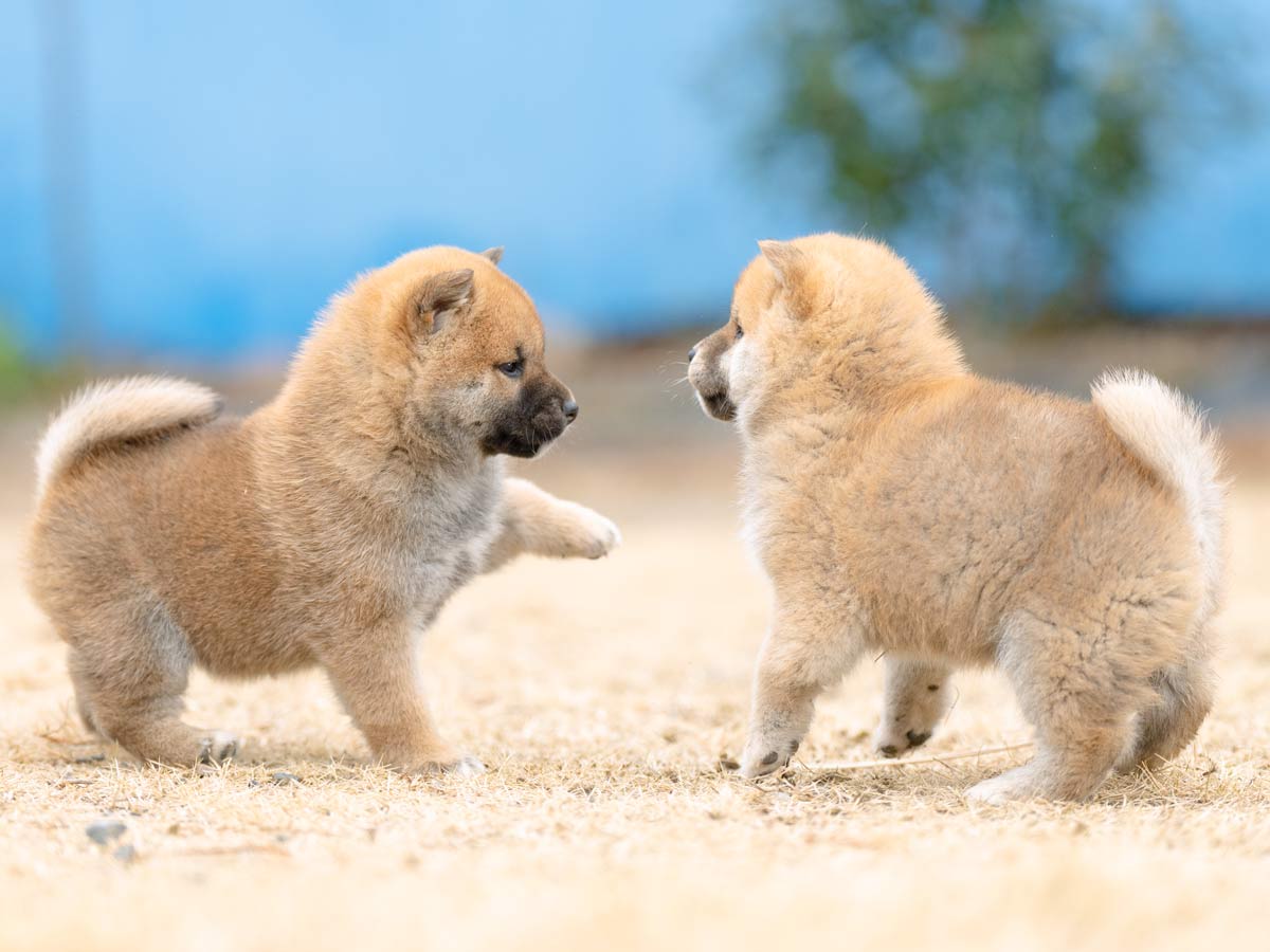 DSC01017-Edit DSC01017-Edit