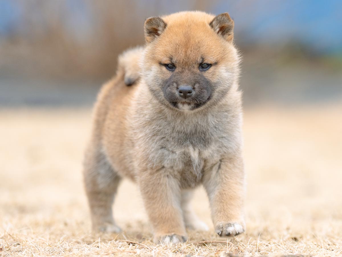 DSC01230-Edit DSC01230-Edit