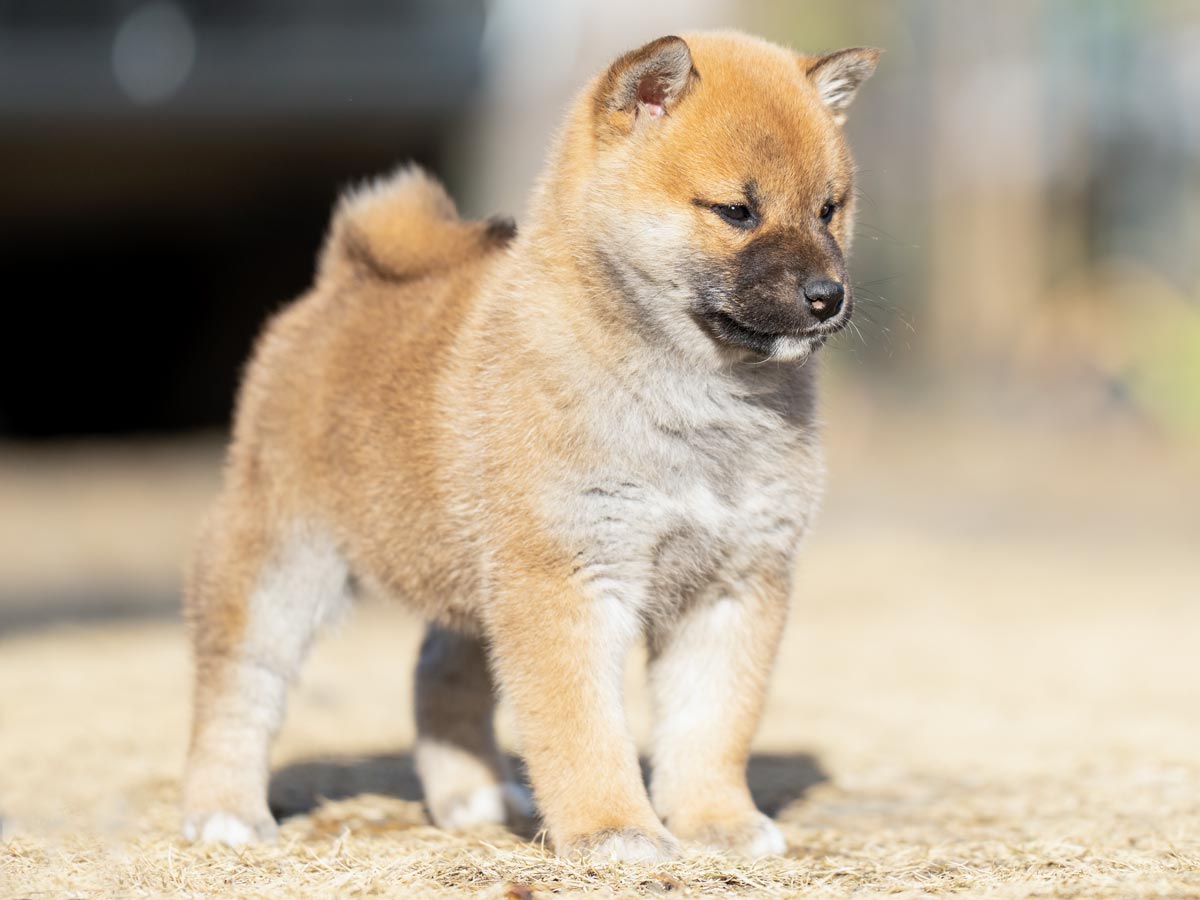 DSC03718-Edit DSC03718-Edit