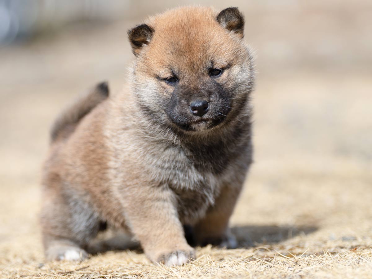 DSC06130-4303 DSC06130-4303