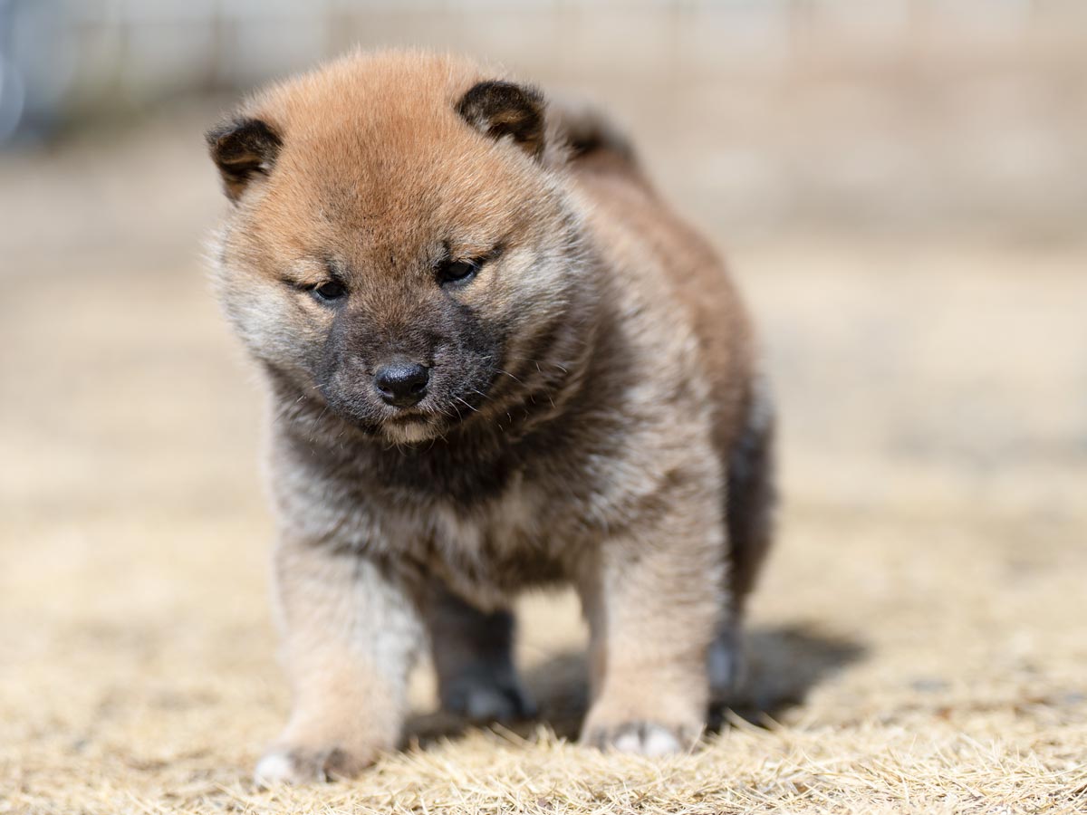 DSC06155-4303 DSC06155-4303