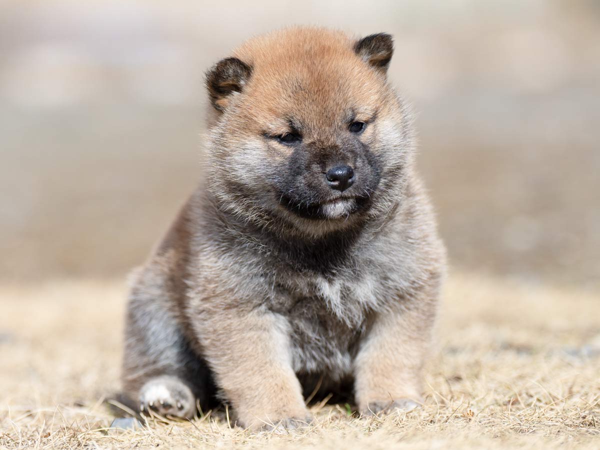 DSC06175-4303 DSC06175-4303