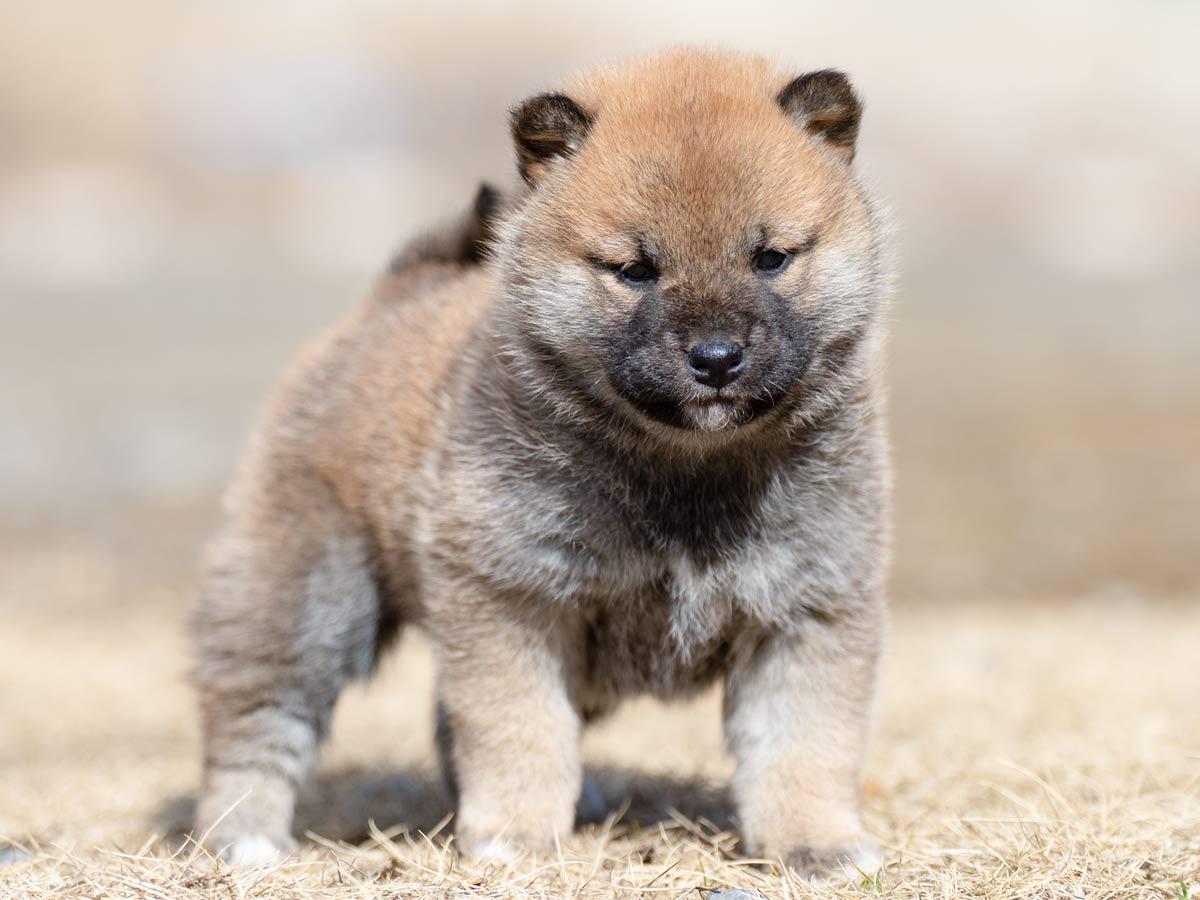 DSC06267-4303 DSC06267-4303