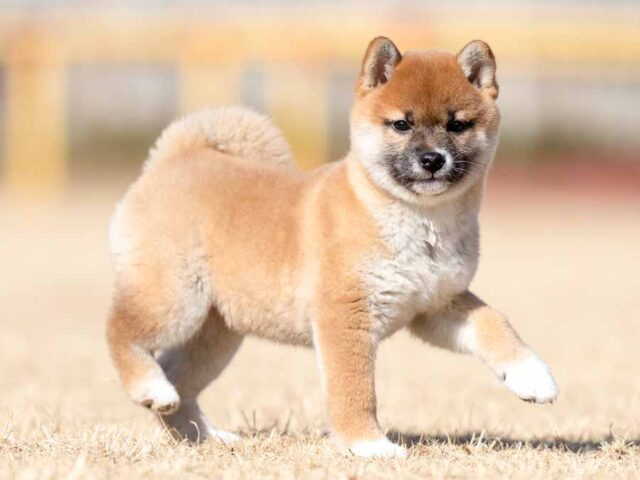 DSC06295-4296 DSC06295-4296