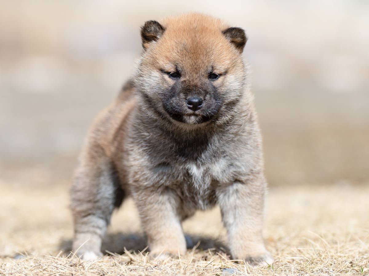 DSC06303-4303 DSC06303-4303