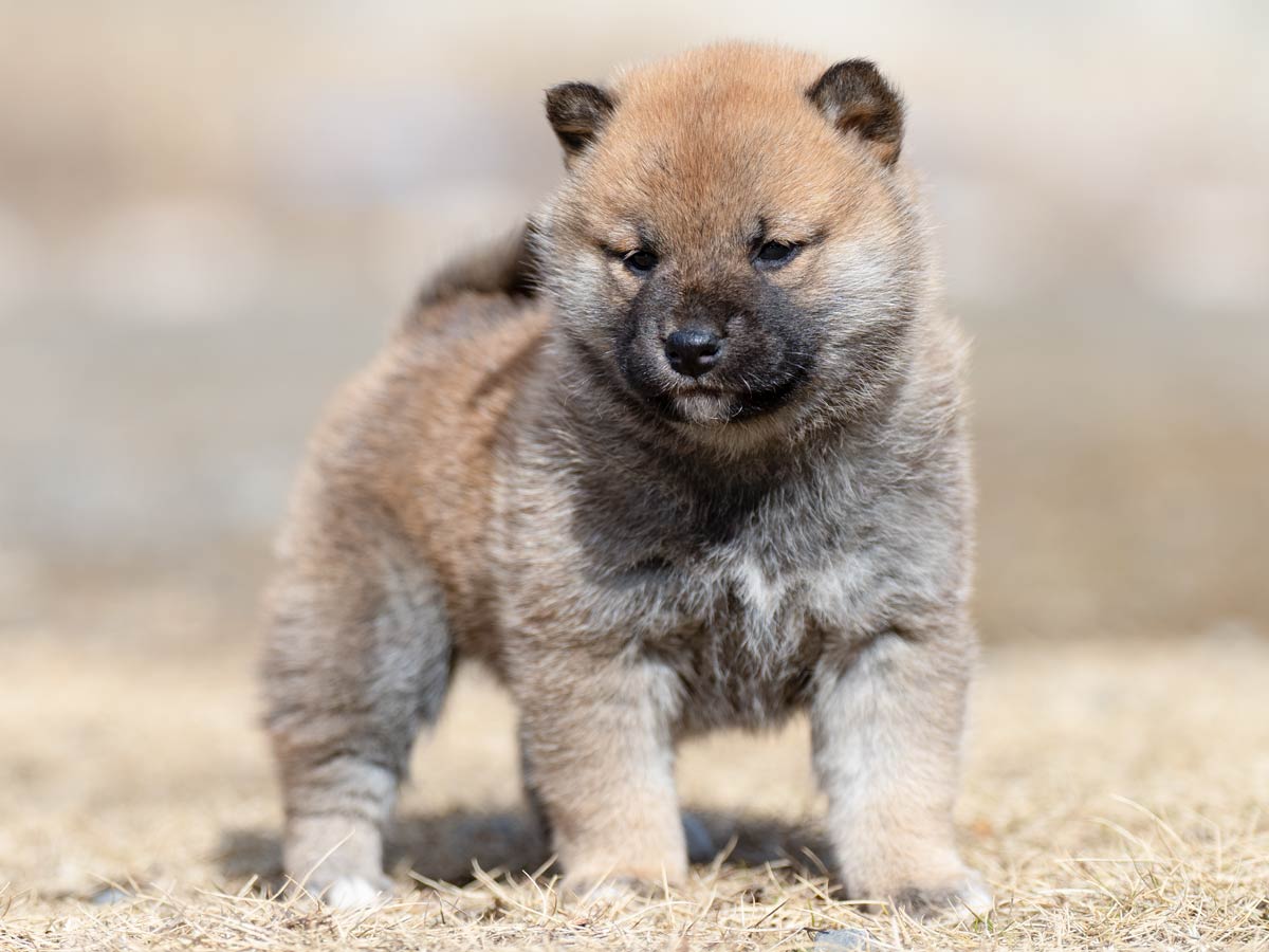 DSC06322-4303 DSC06322-4303