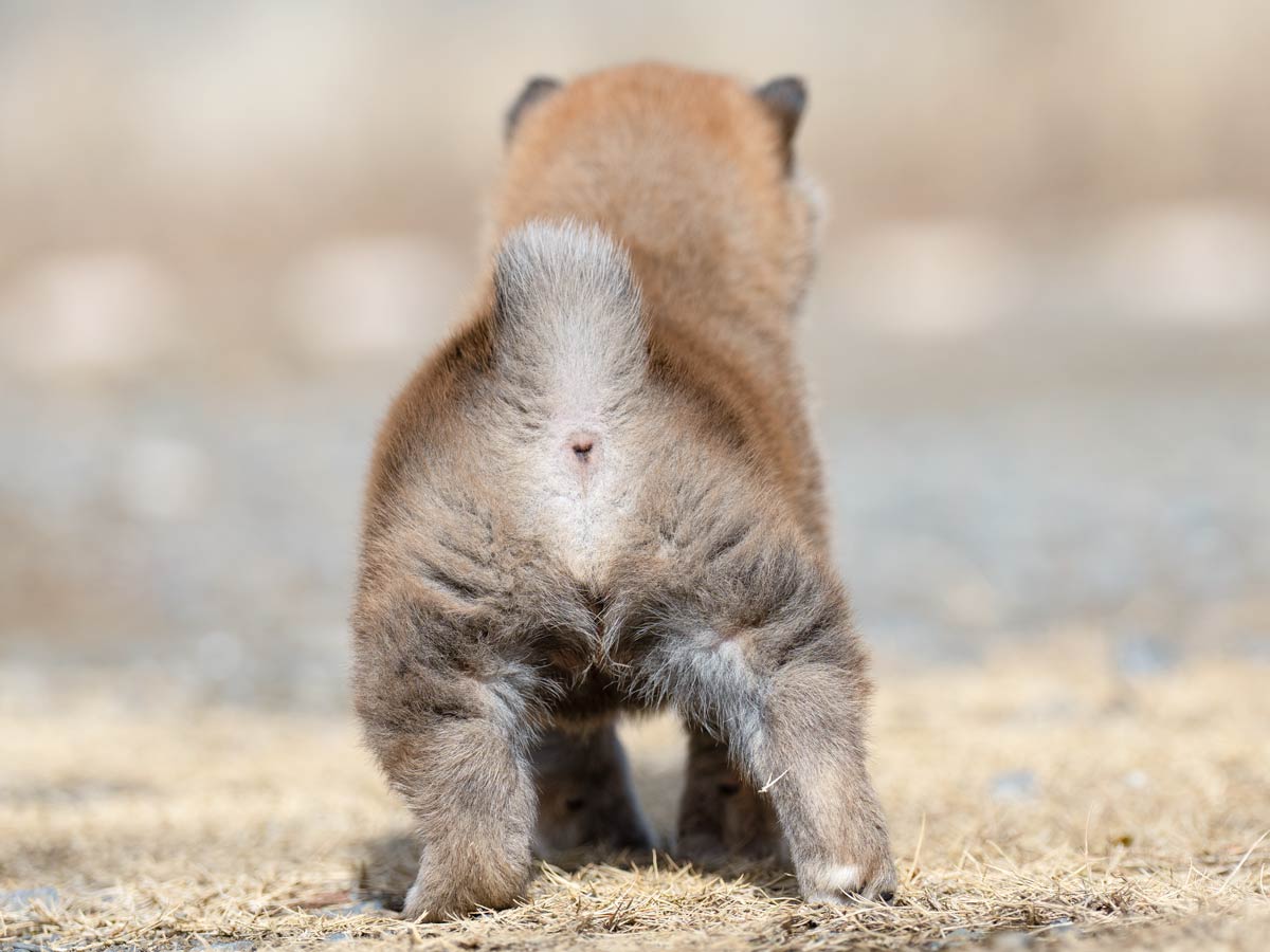 DSC06347-4303 DSC06347-4303